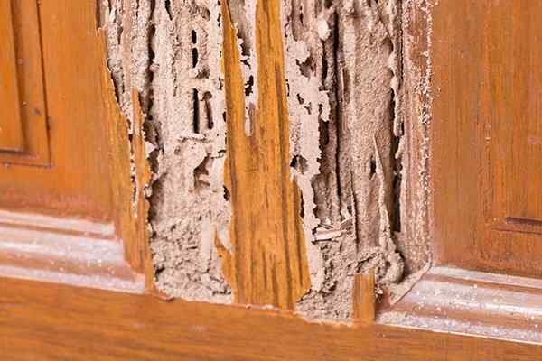 1ST Choice Professional Termite Inspections Richmond Indiana